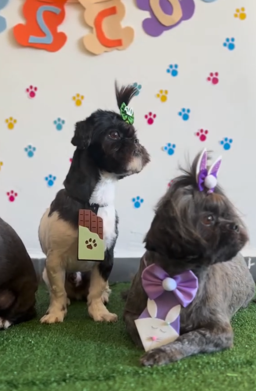 Dois cachorros enfeitados na decoração de Páscoa do pet shop