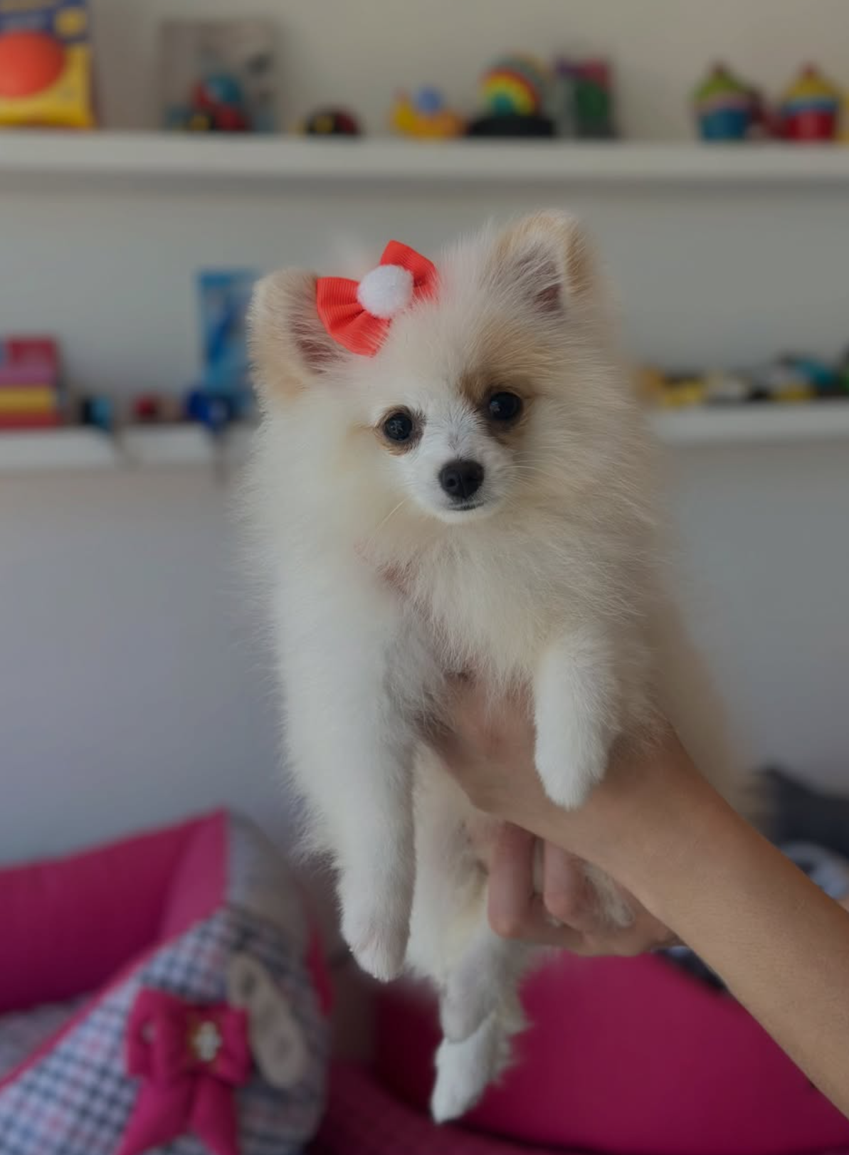 Filhote de spitz alemão com lacinho vermelho