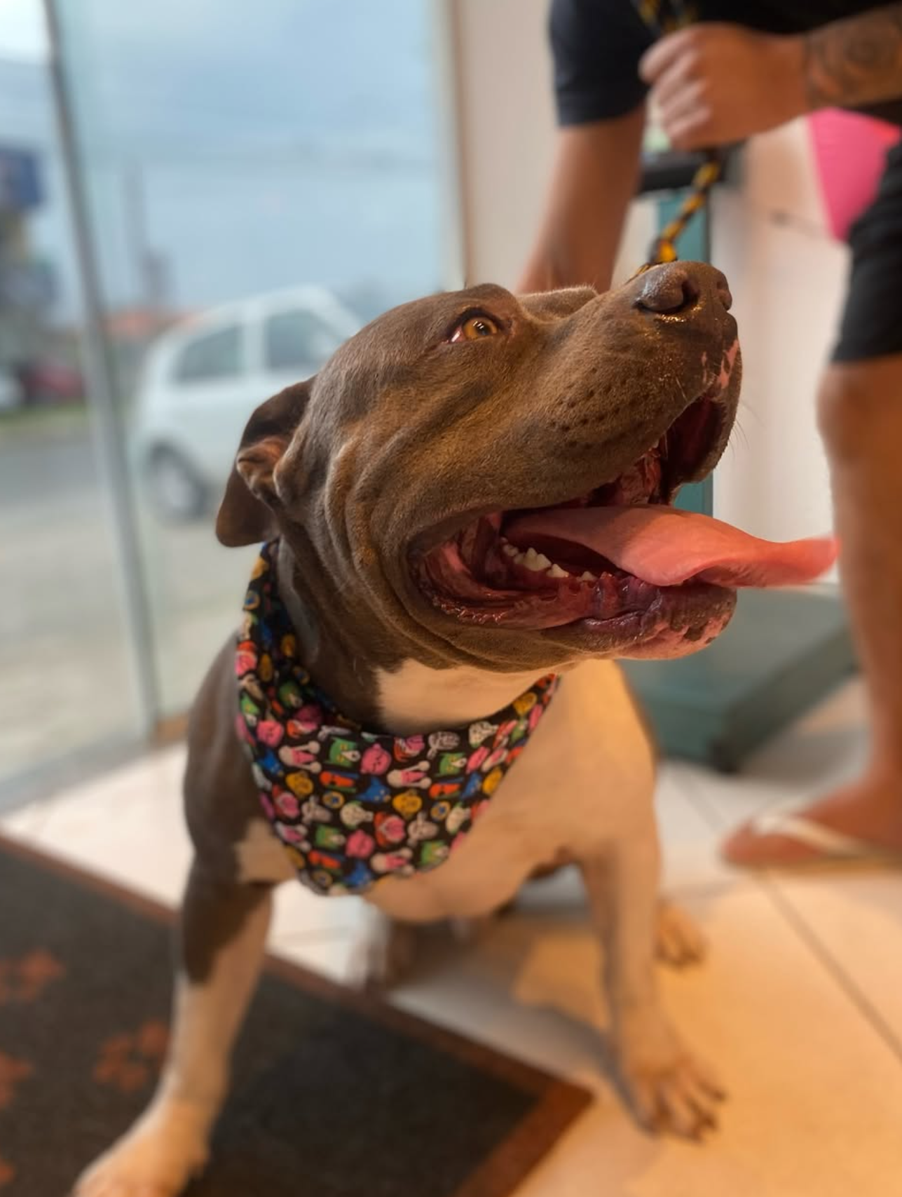 Pitbull sorrindo com bandana colorida